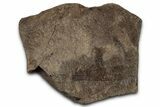 Dinosaur (Triceratops) Frill Shield Section - Montana #355125-1